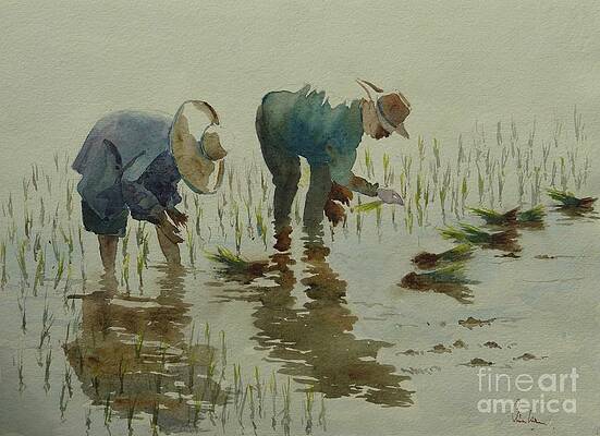 Rice Farming Paintings Fine Art America