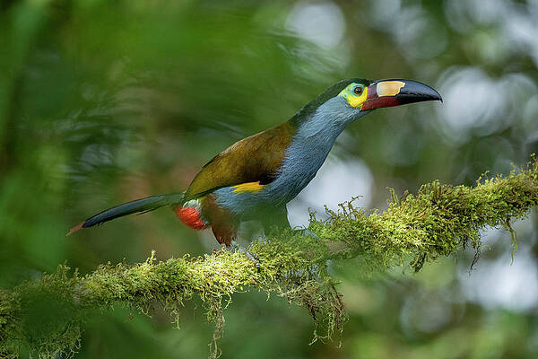 Wall Art - Photograph - Plate-billed Mountain Toucan Perched On Branch In Cloud by Lucas Bustamante / Naturepl.com