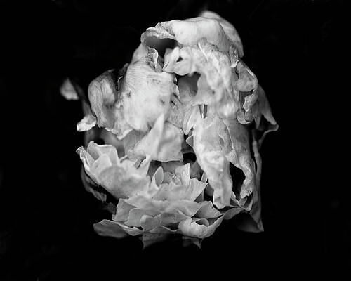 Black And White Flower Photographs (Page #8 of 35) | Fine Art America
