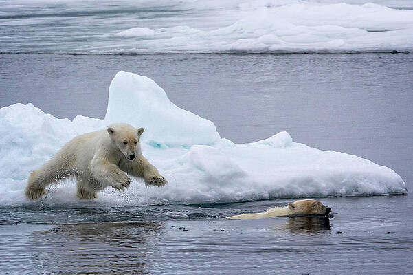 Polar Bear pup follows its Mom by Steven Upton Polar Bear pup follows its Mom by Steven Upton
