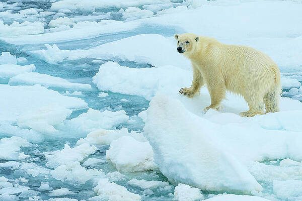 Wall Art - Photograph - Polar Bear (ursus Maritimus) Standing by Ralph Lee Hopkins