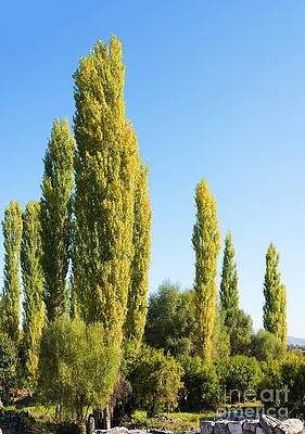 Wall Art - Photograph - Poplars by Science Photo Library