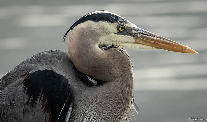 Portrait of a Heron by Jody Partin Portrait of a Heron by Jody Partin