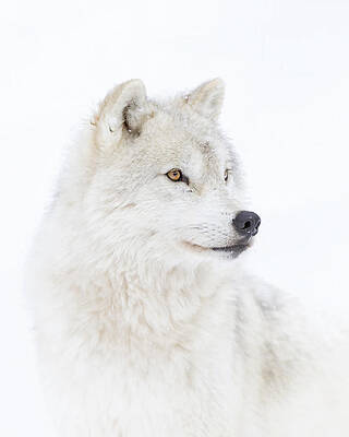 Arctic Wolf Wall Art Pixels
