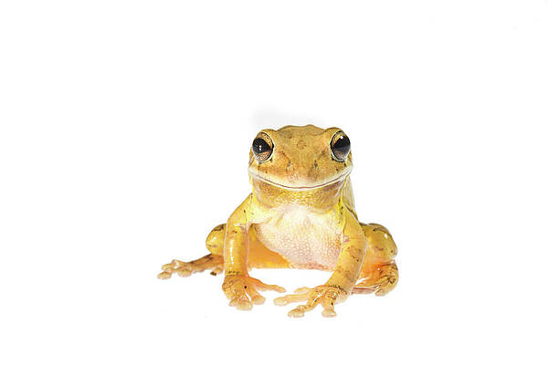 Wall Art - Photograph - Portrait Of An Invasive Cuban Tree Frog On White by Karine Aigner / Naturepl.com