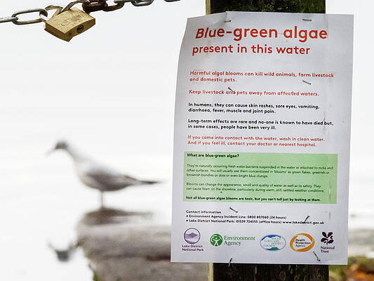 Wall Art - Photograph - Poster Warning About The Presence Of Blue-green Algae In by Ashley Cooper / Naturepl.com
