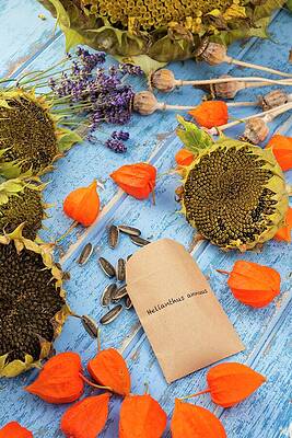 Wall Art - Photograph - Potting Bench Showing Seeds Stored In Envelope As Well As by Gary Smith / Naturepl.com