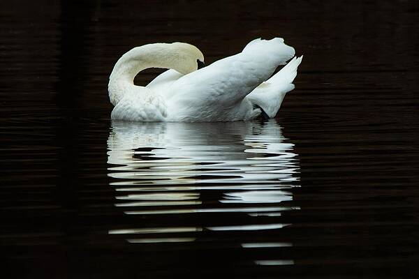 Preening Mute Swan by Mary Ann Artz Preening Mute Swan by Mary Ann Artz