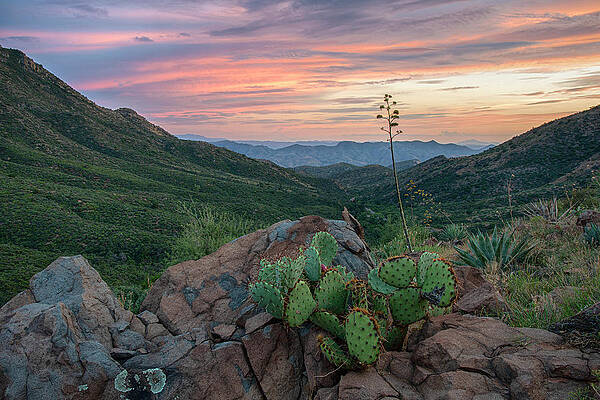Wall Art - Photograph - Prickly Pear Cactus in Gila County Arizona by Dave Dilli