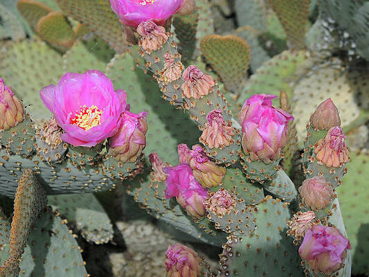 Prickly Pear Profusion 3 by Lynda Lehmann Prickly Pear Profusion 3 by Lynda Lehmann