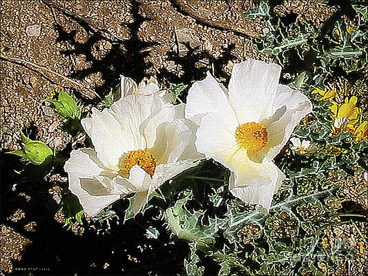 Prickly Poppies by Mona Stut Prickly Poppies by Mona Stut