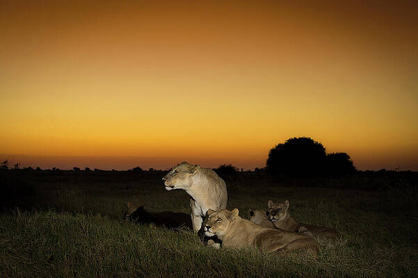 Wall Art - Photograph - Pride Of Lions On Termite Mound At Sunset, Okavango Delta by Wim Van Den Heever / Naturepl.com