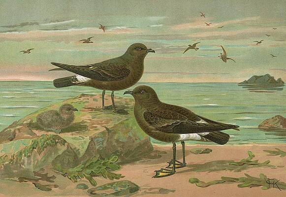 Wall Art - Painting - Procellaria Pelagica ,oceanites Oceanicus by Johann Friedrich Naumann