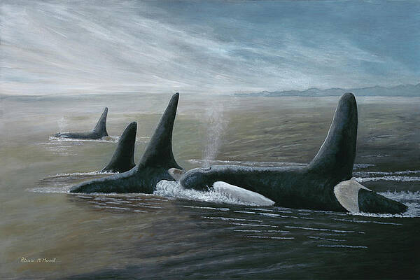 https://render.fineartamerica.com/images/images-profile-flow/400/images/artworkimages/mediumlarge/2/procession-orca-patricia-mansell.jpg