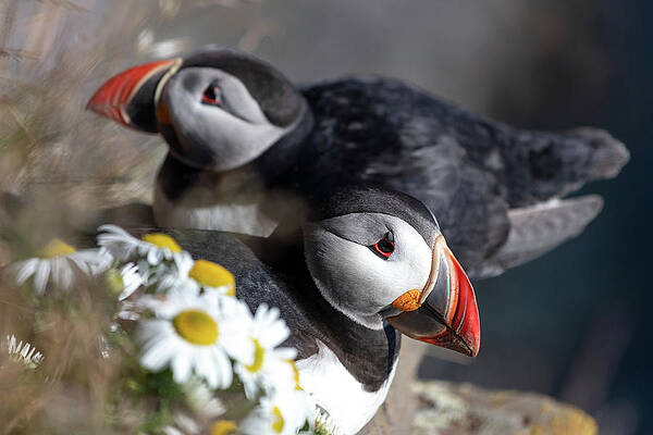 Wall Art - Photograph - Puffins resting at the edge of the Latrabjarg cliffs in West Iceland. by Pierre Leclerc Photography