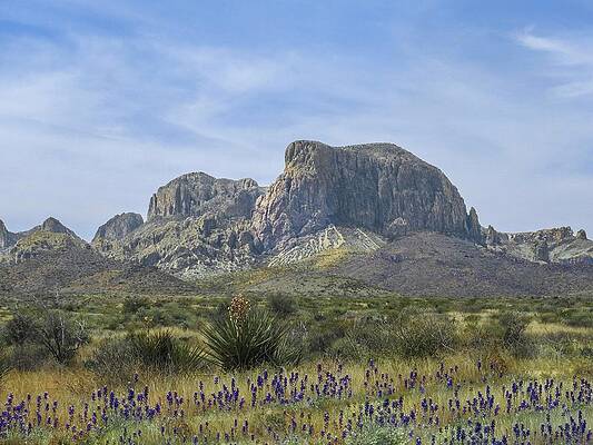 Pulliam Pk Texas Bluebonnets and Giant Dagger Yucca by NaturesPix Pulliam Pk Texas Bluebonnets and Giant Dagger Yucca by NaturesPix