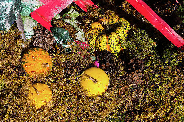 Pumpkins - 1 by Paul MAURICE Pumpkins - 1 by Paul MAURICE