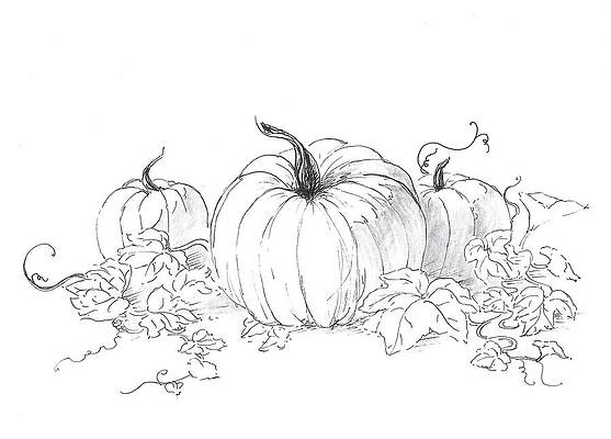 Pumpkin Drawing  Cute Easy and Halloween Styles  Take Out Drawing