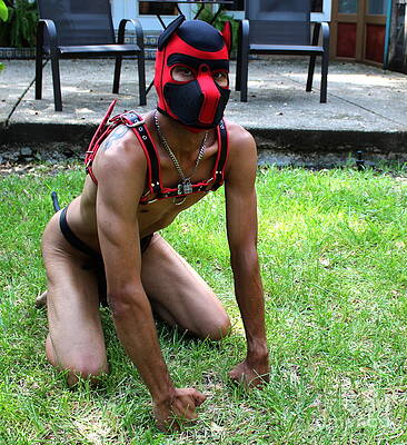Pup Style by Robert D McBain Pup Style by Robert D McBain