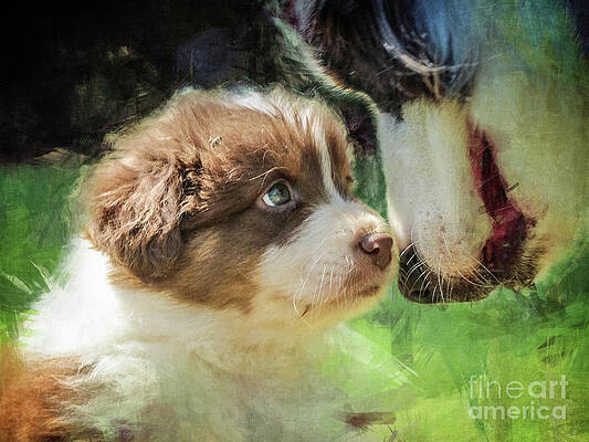 Wall Art - Digital Art - Puppy Dog by Phil Perkins