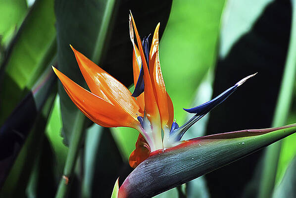 Pure beauty by Javier Ferre