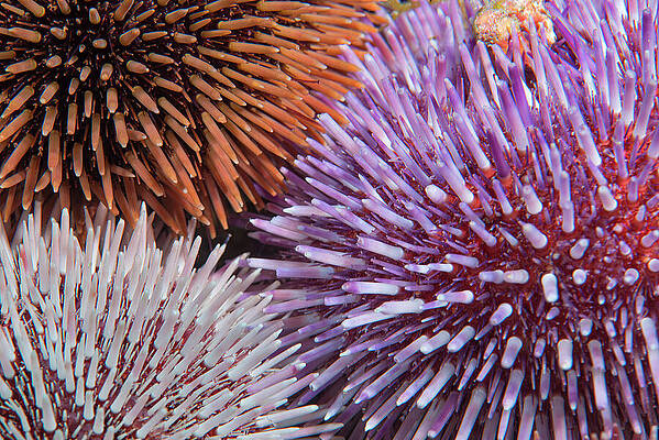 Wall Art - Photograph - Purple Sea Urchin, Three Of Different Colours. Tenerife by Sergio Hanquet / Naturepl.com