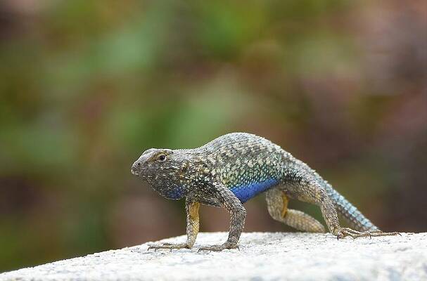 Western Fence Lizard – AKA “Blue-Belly”