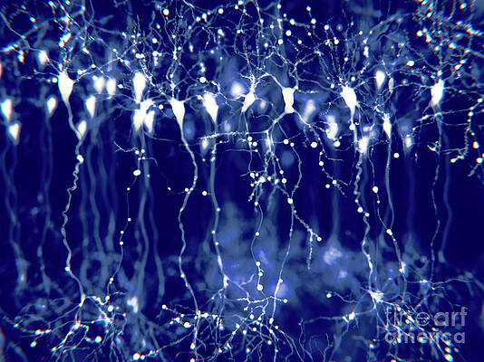 Wall Art - Photograph - Pyramidal Neurons In The Cerebral Cortex by Science Photo Library