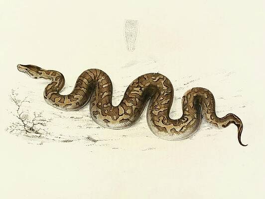 Wall Art - Painting - Python Natalensis by Sir Andrew Smith