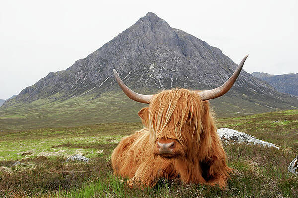 Highland Cattle Photos for Sale 