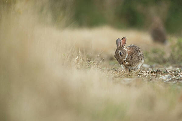 Wall Art - Photograph - Rabbit Adult Cleaning Edge by Sarah Darnell