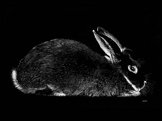 Black And White Rabbit Paintings Fine Art America
