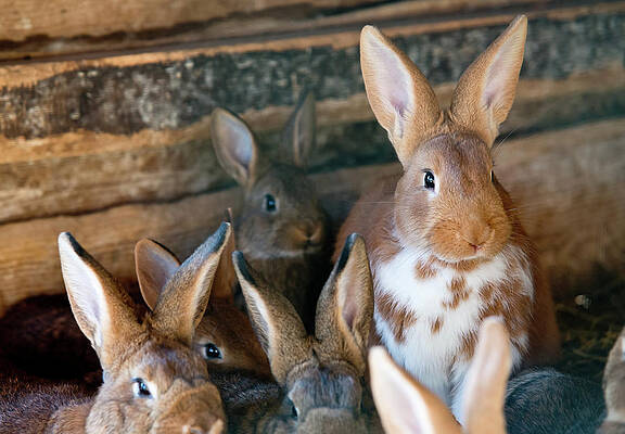Rabbit Hutch Wall Art Fine Art America