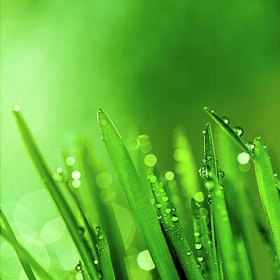 Blade Of Grass Art For Sale