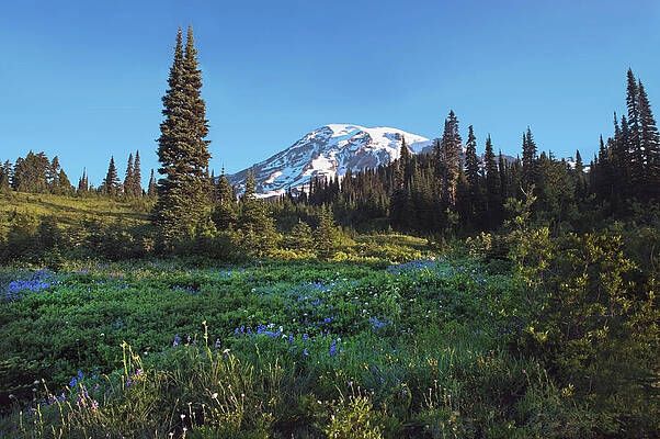 Rainier Lupines by John Christopher Rainier Lupines by John Christopher