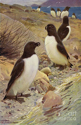 Wall Art - Painting - Razorbill By Wilhelm Kuhnert by Wilhelm Kuhnert