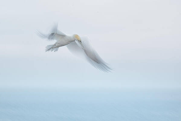 Wall Art - Photograph - Ready For Landing...... by Piet Haaksma