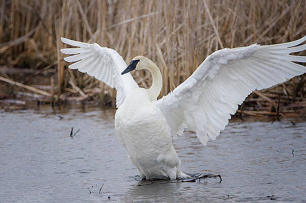 Ready For Take Off by Susan McMenamin Ready For Take Off by Susan McMenamin
