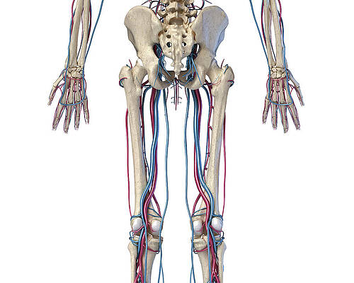 https://render.fineartamerica.com/images/images-profile-flow/400/images/artworkimages/mediumlarge/2/rear-view-of-hip-limbs-and-hands-pixelchaos.jpg