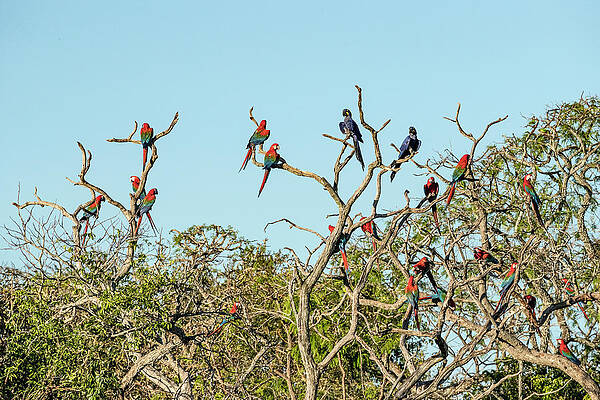 Wall Art - Photograph - Red-and-green Macaws And Hyacinth Macaws Perched In Tree by Franco Banfi / Naturepl.com