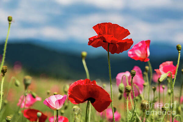 Red and Pink Poppies by Lisa Lemmons-Powers Red and Pink Poppies by Lisa Lemmons-Powers