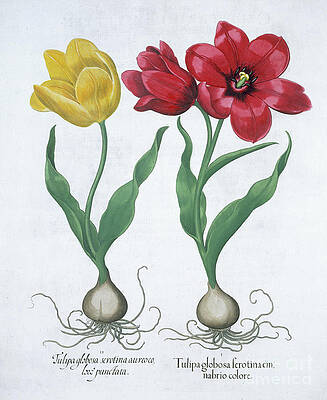 Wall Art - Drawing - Red And Yellow Tulip 1613 by Heritage Images
