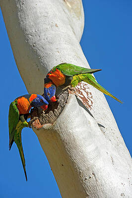 Wall Art - Photograph - Red-collared Lorikeet Pair Examining Hole In Eucalyptus As by Steven David Miller / Naturepl.com
