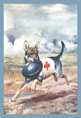Wall Art - Painting - Red Cross Dog by Alexander Pope
