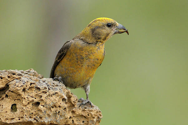 Wall Art - Digital Art - Red Crossbill, High Desert, Or by Heeb Photos