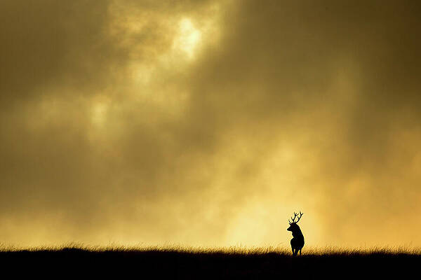 Wall Art - Photograph - Red Deer Stag Silhouetted Against Sky At Dusk, Cheshire by Ben Hall / Naturepl.com