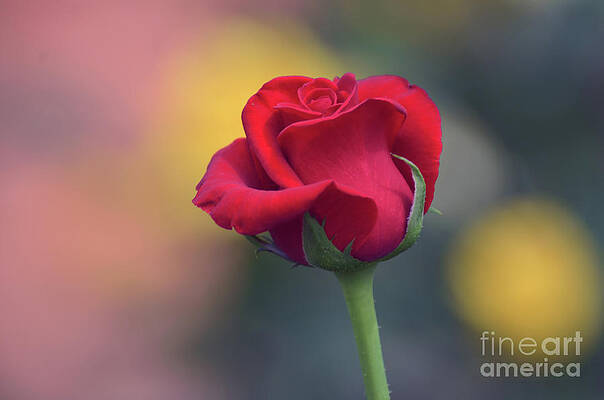 Red Rose by Scott D Welch Red Rose by Scott D Welch