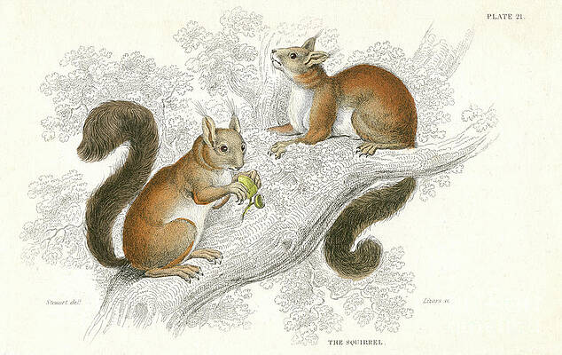 Wall Art - Drawing - Red Squirrel Sciurus Vulgaris by Print Collector