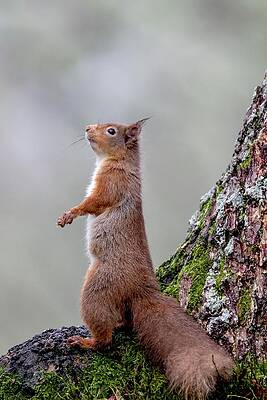 Wall Art - Photograph - Red Squirrel (sciurus Vulgaris) by Sarah Darnell