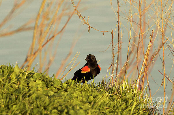 Red Wing Blackbird by Jim Lepard Red Wing Blackbird by Jim Lepard